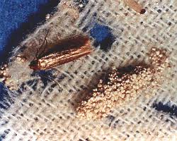 wool moths
