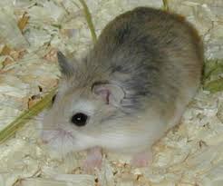 robo hampster