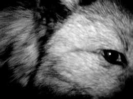 the night of the wolf