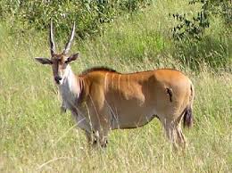 south africa animals
