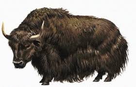 Yaks FAQs on Scripting -