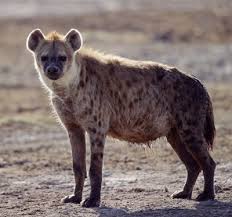 pictures of hyenas