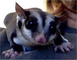 Sugar Gliders