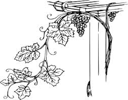 grapevine clipart