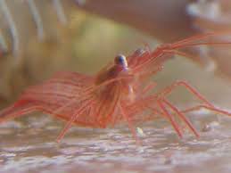 peppermint shrimp
