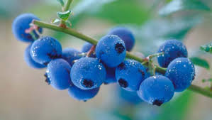 Blueberry Technology