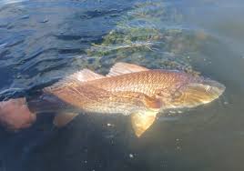 fish of louisiana