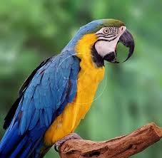 blue macaws