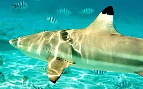 black tipped reef sharks