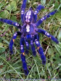 poecilotheria metallica