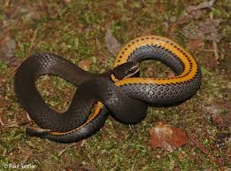 diadophis