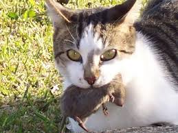 cat and the mouse