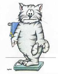 cat weight scale