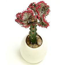 euphorbia