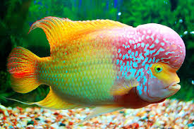 flowerhorn fish