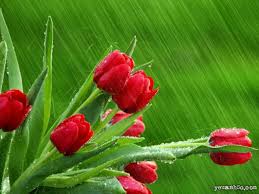 aprilshowers