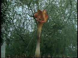 the day of the triffids film
