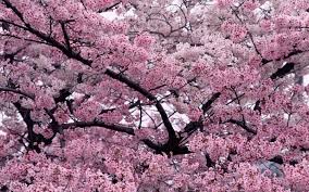 prunus tree