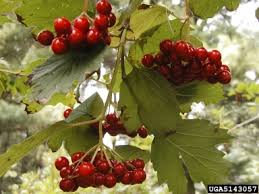 guelder