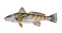 northern kingfish