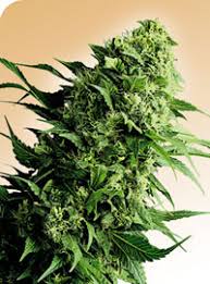 sensi seed