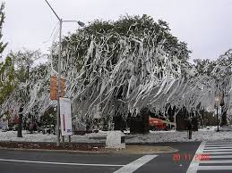 Toomer S Corner Trees