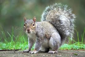 squirell