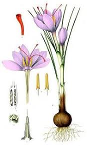 crocus sativus linnaeus
