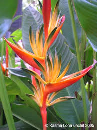 bird of paradise