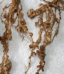 roots of plants