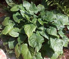 alocasia cucullata