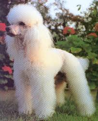 poodles toy
