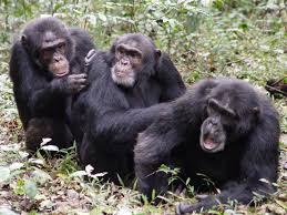 wild chimpanzee