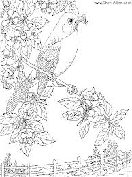 national geographic coloring sheets