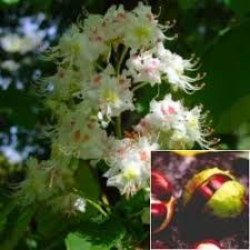 aesculus hippocastanum horse chestnut