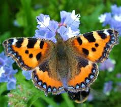 small butterfly