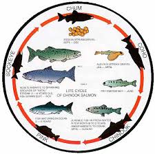 fish business