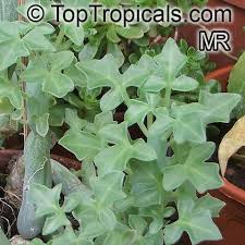 senecio articulatus