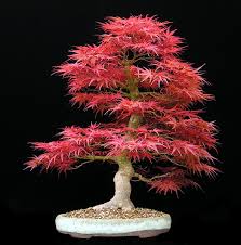 acer palmatum photos