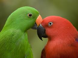 eclectus parrots