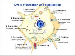 virus de la rabia