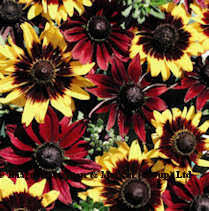 rudbeckia seeds