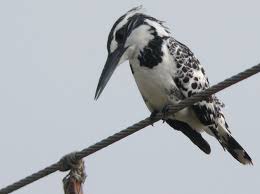 kingfisher