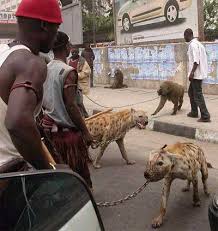 pictures of hyenas