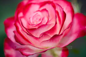 red white roses