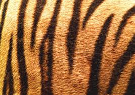 tiger stripes