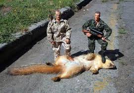 star wars squirrels