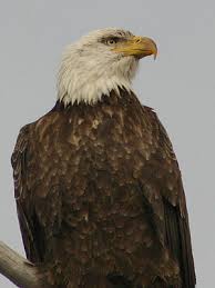 huge birds