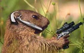 star wars squirrels