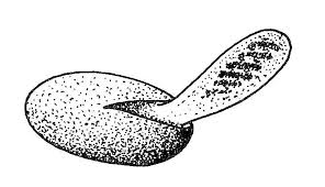 spore germination